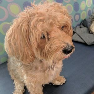 Meet your Posher, Robert